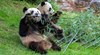 Китайският премиер обеща нови панди на Австралия