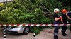 Дърво смаза 4 автомобила на булевард “Скобелев“