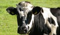 Дания въвежда "данък крава"