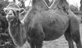 Почина камилата Дарко от зоокъта в Павликени