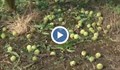 Градушка унищожи 5000 декара овощни градини в Сливенско