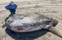 Рядък вид огромна риба „изплува“ на плаж в САЩ