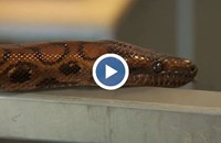 Змия роди без оплождане от мъжки партньор
