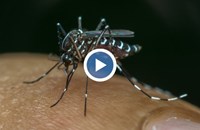 Тигрови комари атакуват България