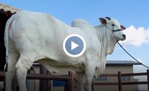 4 милиона долара: Виатина е най-скъпата крава в света