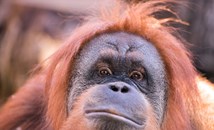 Орангутан предрече победа за Германия при откриване на Евро 2024