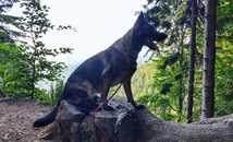 Куче спаси стопанина си след катастрофа в Орегон