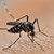 Тигрови комари в Европа: Рязко увеличение на случаите на треска от денга
