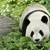 Китай започва да брои пандите