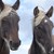Десетки коне са мъртви след пожар в конезавод в Нормандия