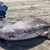 Рядък вид огромна риба „изплува“ на плаж в САЩ
