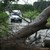 Паднало дърво блокира пътя Николово - Червена вода