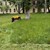 Община Русе продължава с активното косене на тревни площи