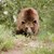 Търсят мечката, слязла в софийския квартал "Бояна"