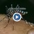 Тигрови комари атакуват България