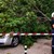 Дърво смаза 4 автомобила на булевард “Скобелев“