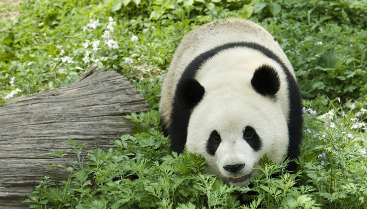 В Китай ще се проведе първото преброяване на пандите от десет години насам