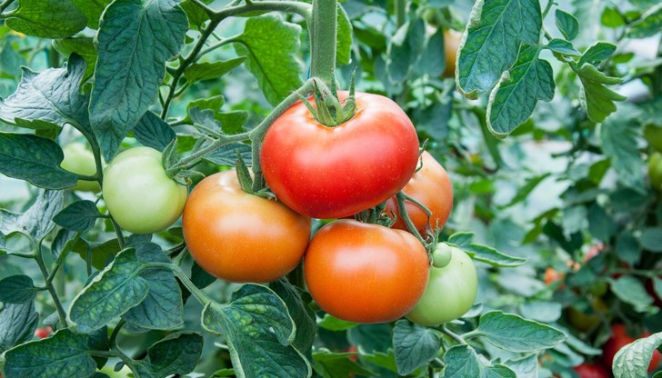 Тайната се крие в ликопена, който се съдържа в големи количества в доматите