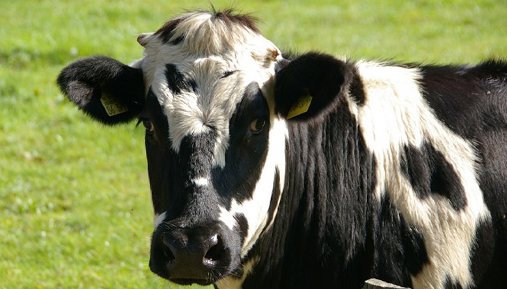 Дания ще таксува фермерите със 100 евро на крава с първия данък върху въглеродните емисии в селското стопанство