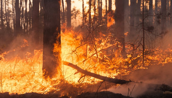 Огънят унищожил около 300 декара борова гора