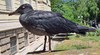 Черна чайка е напът да стане талисман на Варна