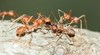Мравки ампутират крайници за спасение на ранените си другари