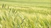 Много слаба реколта от жито в Южна България