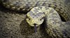 Змия, скрита под детско креватче, ухапа жена в Гърция