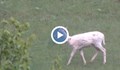 Заснеха бял елен в Родопите
