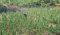 Полицията иззе над 500 растения коноп при операция в Казанлък