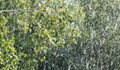 Над 20 литра дъжд падна за 25 минути в Русе