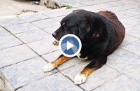 Масово отравяне на кучета и котки във Велинград