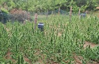 Полицията иззе над 500 растения коноп при операция в Казанлък