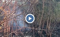 Локализираха горския пожар край Русе
