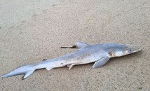 Акули край бреговете на Бразилия дали положителна проба за кокаин