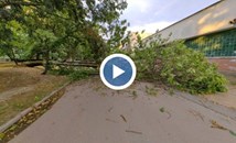 Бурята изкорени дърво край стадион „Локомотив“