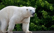 Полярна мечка загина при игра в зоопарка в Калгари