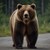 Румъния обявява война на мечките