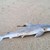 Акули край бреговете на Бразилия дали положителна проба за кокаин