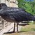 Черна чайка е напът да стане талисман на Варна