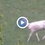 Заснеха бял елен в Родопите