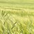 Много слаба реколта от жито в Южна България