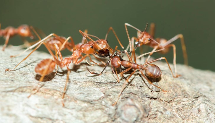 Мравките Camponotus floridanus ампутират крайници, за да увеличат шансовете за оцеляване на ранените