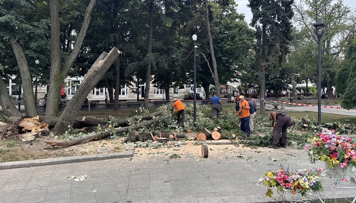 Огромно дърво се прекърши тази нощ в центъра на Русе