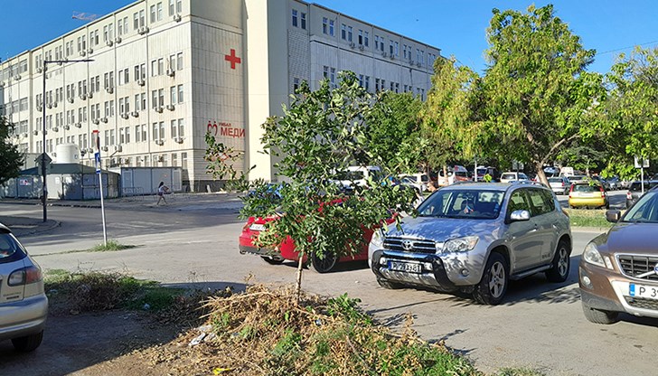 Д-р Александър Стойков моли за запазване на дърво пред болница „Медика“