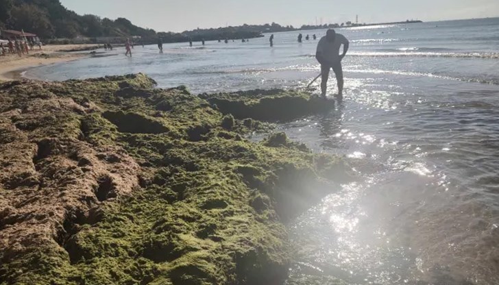 Поради по-топлата вода това лято, количеството водорасли е значително по-голямо от обичайното.