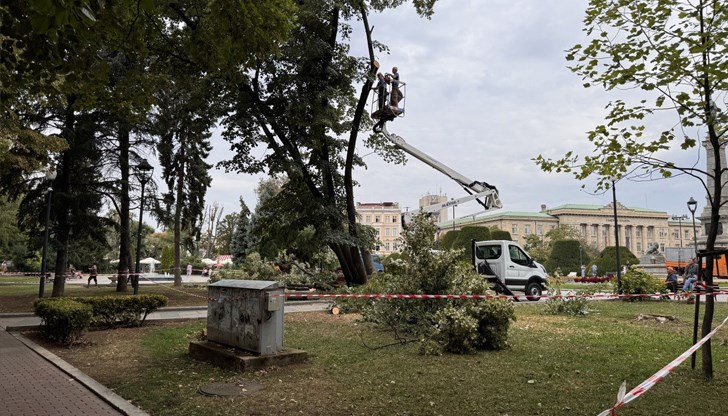 Четири дървета ще бъдат премахнати утре