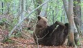 Три мечки в Белица заспаха зимен сън