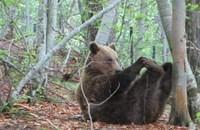 Три мечки в Белица заспаха зимен сън