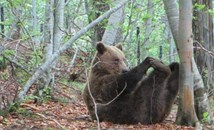 Три мечки в Белица заспаха зимен сън